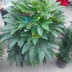 福建花卉永福花卉各南方花卉盆景批發(fā)種植基地指導(dǎo)價 福建花卉永福花卉各南方花卉盆景批發(fā)種植基地廠商 福建花卉永福花卉各南方花卉盆景批發(fā)種植基地廠商 圖 盡在農(nóng)苗網(wǎng)