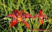 臺安縣五艷花卉種植專業(yè)合作社 繁花似錦，助力鄉(xiāng)村振興